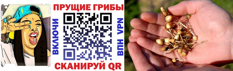 Галлюциногенные грибы MAGIC MUSHROOMS  маркетплейс наркотические препараты  Красный Сулин 